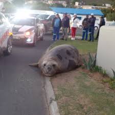 elephant seals cape town