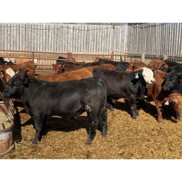 Exploring Steers: South Africa’s Beloved Fast Food Chain