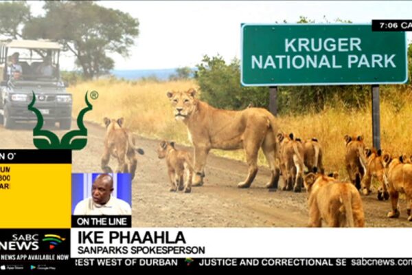 Lion Escape in South Africa Raises Safety Concerns image 1