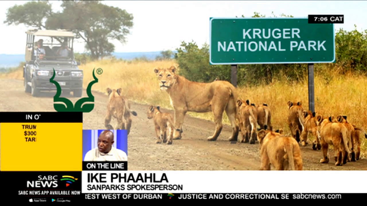 Lion Escape in South Africa Raises Safety Concerns image 1