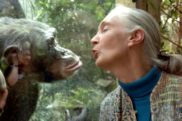 The Legacy of Jane Goodall in Conservation and Animal Welfare image 1