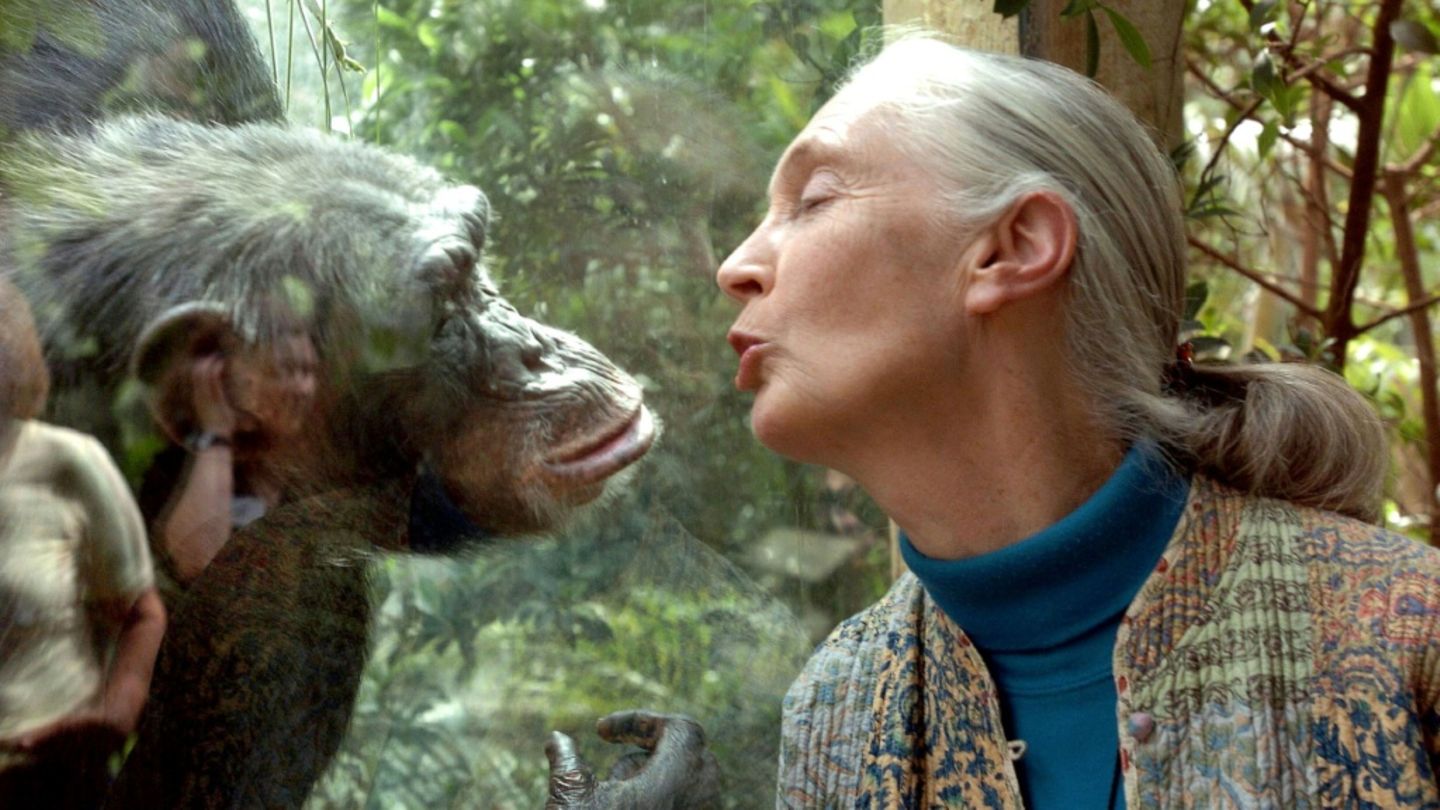 The Legacy of Jane Goodall in Conservation and Animal Welfare image 1