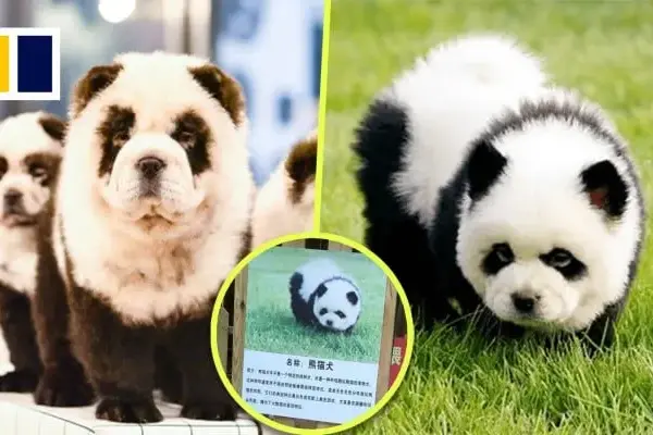7 dogs in china — ZA news