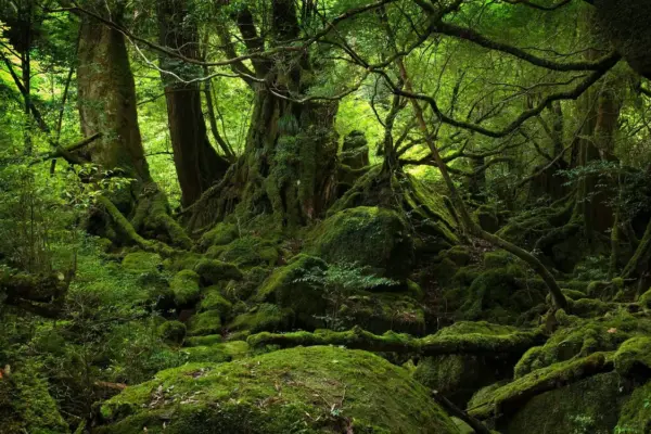 forest green — ZA news