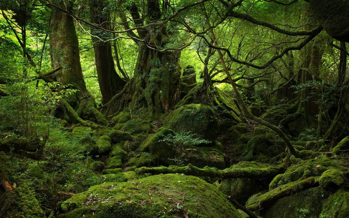 forest green — ZA news