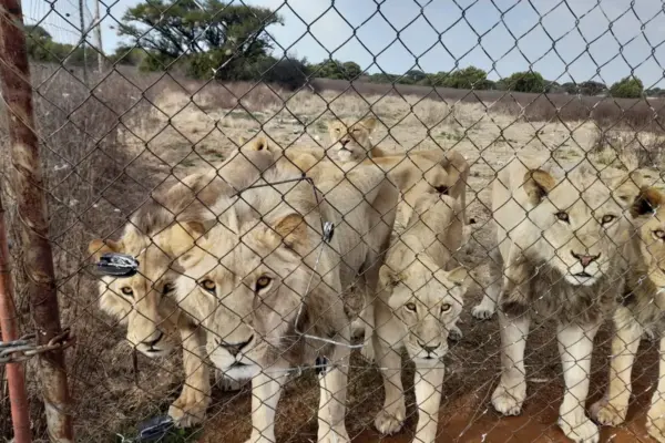 lions — ZA news