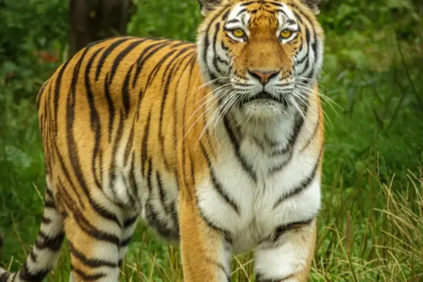 tiger — ZA news