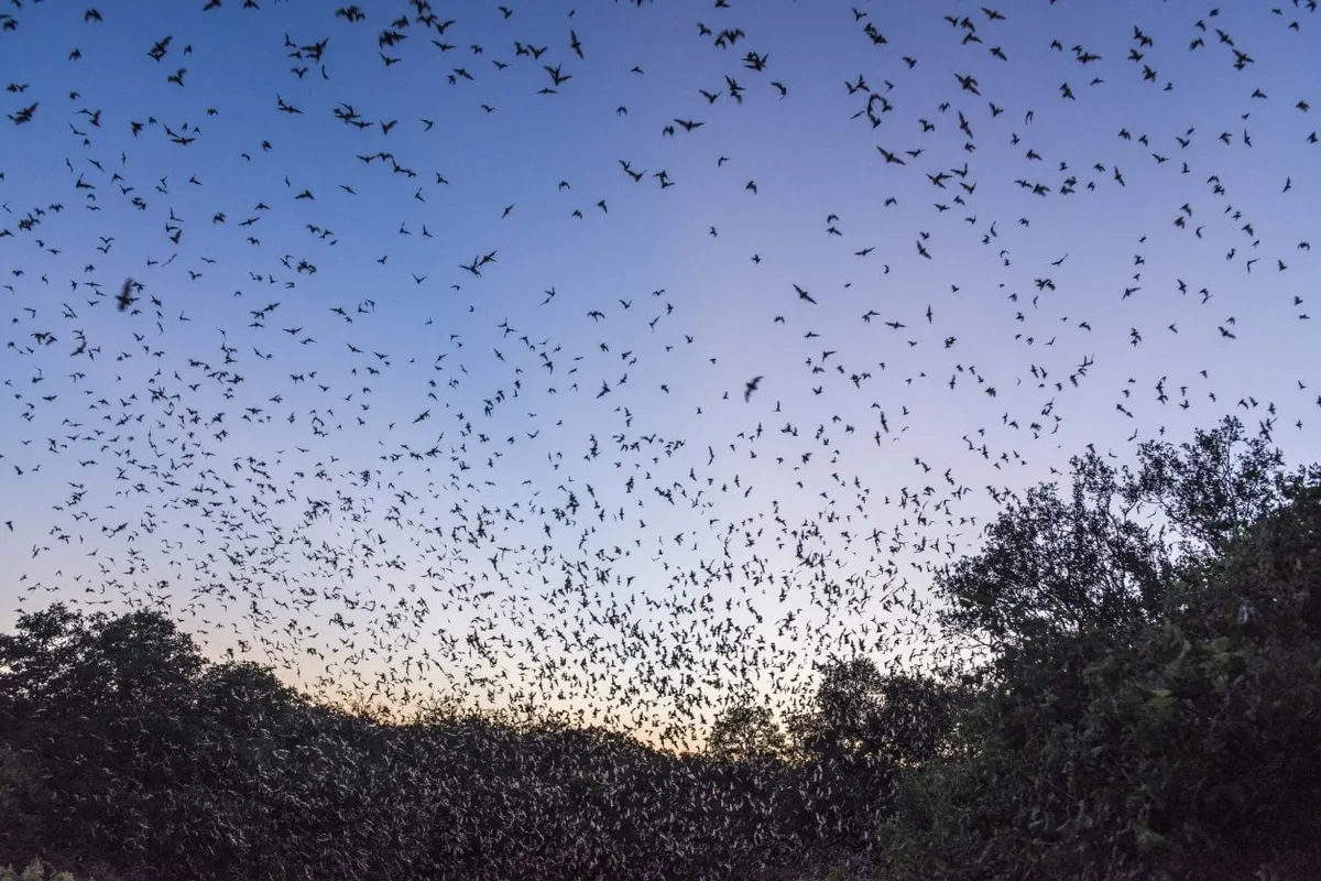 bats — ZA news