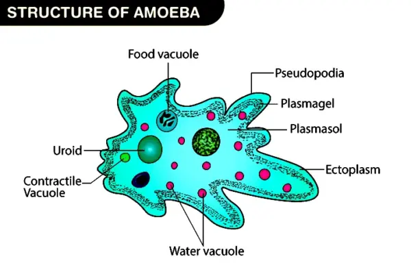 amoeba — ZA news