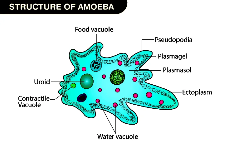 amoeba — ZA news