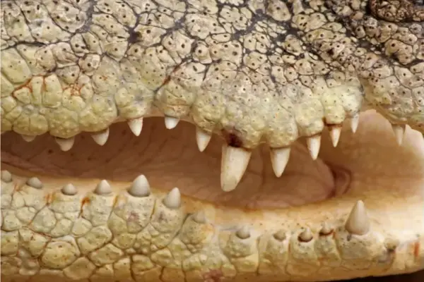 crocodiles — ZA news